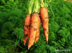 红萝卜种植视频(种植萝卜、胡萝卜预防分叉和空心，做好这几点，长得直还光滑)