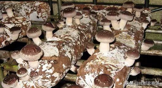 免费学习！香菇的详细种植技巧和管理方法！