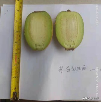 翠香猕猴桃在洛阳的引种表现与关键栽培技术