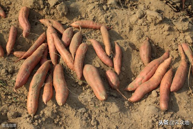 种植甘薯如何培育壮苗，获得高产？很实用的甘薯育苗技术讲解