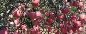 苹果树种植方法(苹果种植技术与管理)