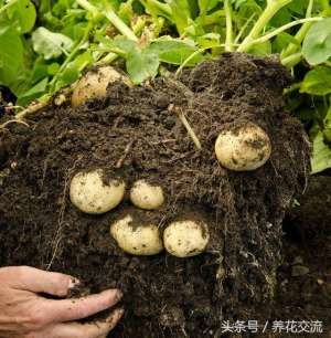 室内马铃薯种植(用塑料桶、塑料袋在家里种土豆，掌握这种方法，几个月收获满满)