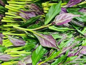 红背菜的种植(风味独特的“懒人菜”紫背菜周年种植6个关键技术点，点点均重要)