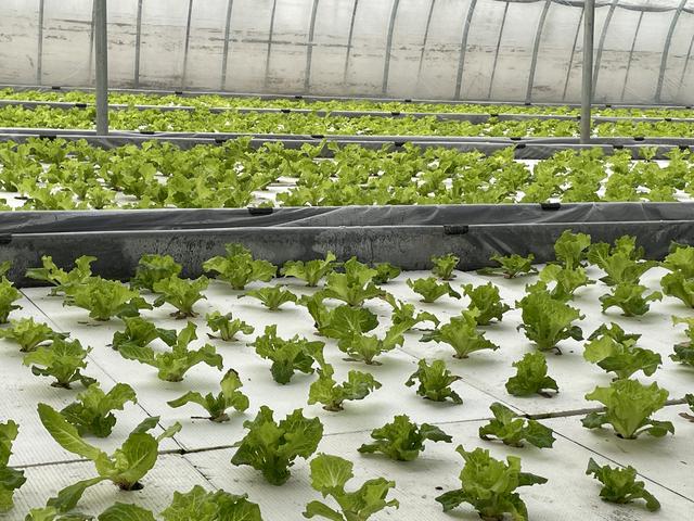农户开始水培种植生菜，不仅菜好产量高，种植成本也很低