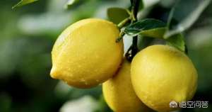 四季柠檬的种植技术(柠檬怎么种植？)