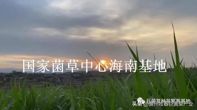 甘肃省永靖县：优质牧草巨菌草试种成功