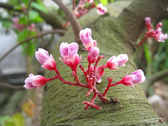 如果条件允许，在庭院栽一棵杨桃树怎么样？树大花漂亮果实还好看