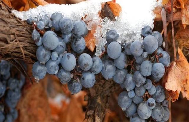 东北大叔冰天雪地零下10度摘葡萄，20天发酵2年陈酿成冰酒，啥样