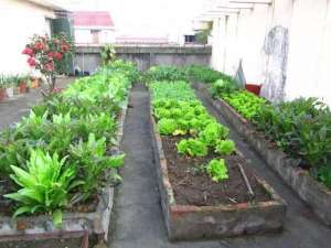 屋顶种植技术(露台、屋顶怎么种菜？3个“小技巧”，变成小菜园，天天有菜收获)