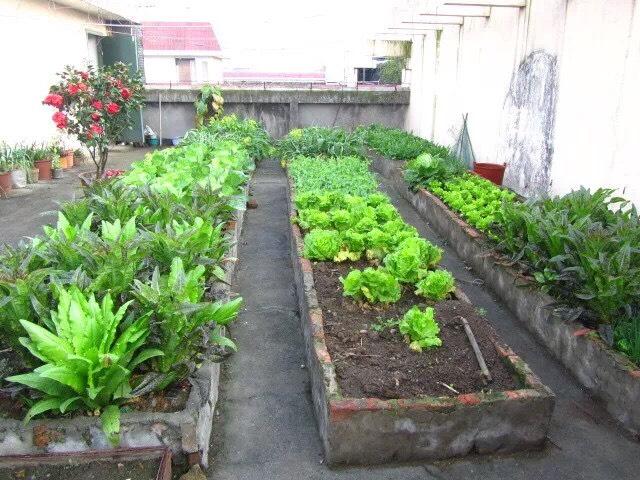 露台、屋顶怎么种菜？3个“小技巧”，变成小菜园，天天有菜收获