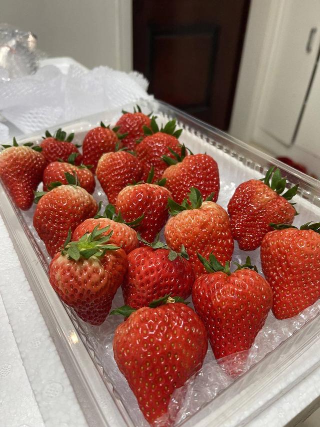 【记录我的2024】辽宁丹东九九草莓红颜草莓品种