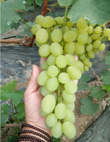 维多利亚栽培技术全集！从葡萄选品种到成熟全年管理详解！