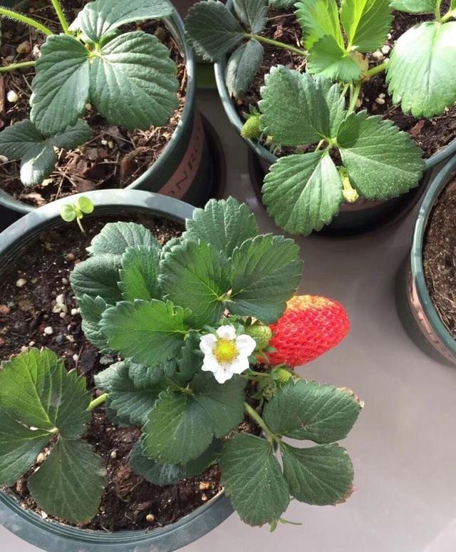 盆栽草莓怎么种？有“两点”很关键，成活率高挂果率高顺利吃到果