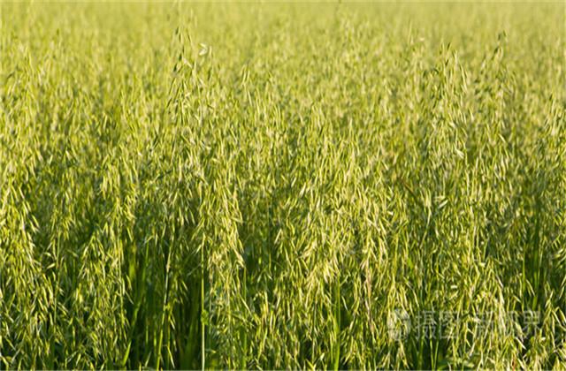 燕麦种植技术及综合利用，管理有哪些流程？一起来了解一下吧