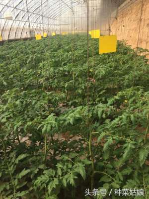 大棚西红柿种植利润(冬季温室种番茄比较挣钱，有三个方面要做好，否则成本都赚回不来)