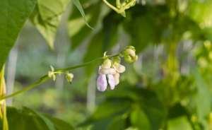 四季豆的种植时间和种植方法(芸豆如何种植？需要注意哪些问题？)