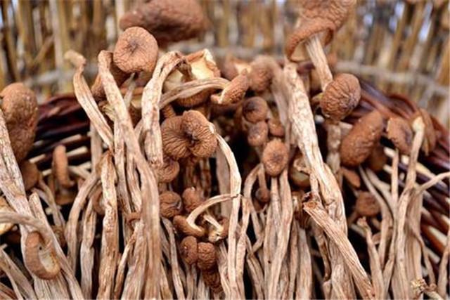 茶树菇栽培技术，种植方法既简单又方便，不妨学习一下