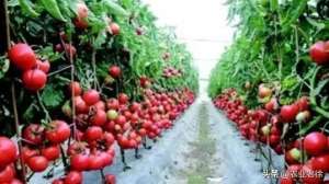 小番茄种植季节(番茄种植时间和方法)