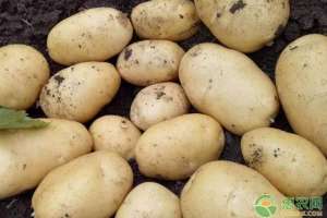 大棚土豆种植时间(春播马铃薯什么时候播种？春播马铃薯高产种植技术)