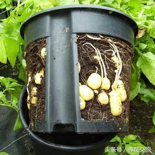 用塑料桶、塑料袋在家里种土豆，掌握这种方法，几个月收获满满