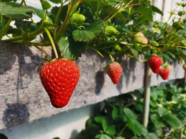 【记录我的2024】辽宁丹东九九草莓红颜草莓品种