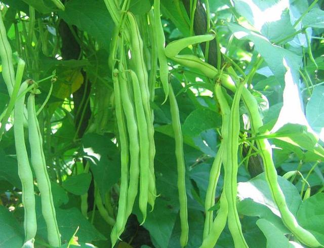 农村种植芸豆，掌握好这几个技术要点，豆荚长满架