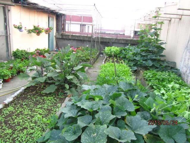 露台、屋顶怎么种菜？3个“小技巧”，变成小菜园，天天有菜收获