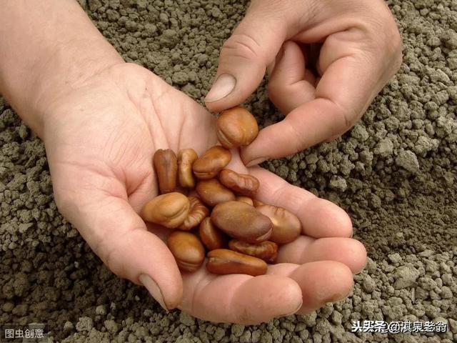 蚕豆的种植时间和技术