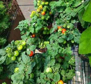 阳台西红柿种植技术(阳台养盆栽番茄的3个方法，不再枝叶稀疏果子少，结的挺多)