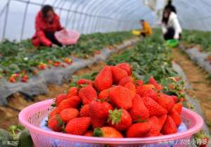高手种植草莓新技术(手把手教你种草莓，学会这些你就是草莓种植高手)
