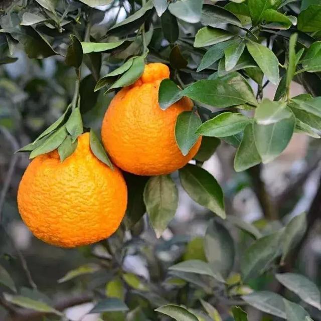 17种优质柑橘品种大盘点，看看它们各有什么优缺点？