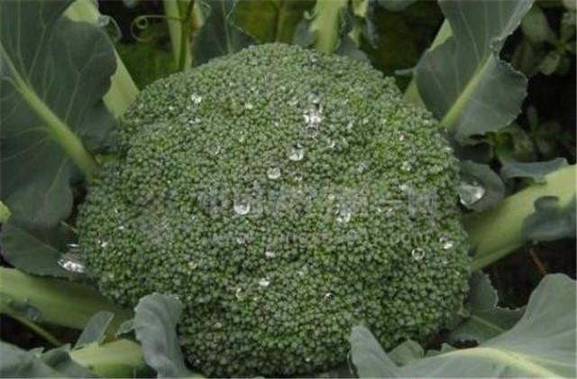 绿菜花日光温室越冬茬栽培技术，这些方法掌握住，丰收不用愁