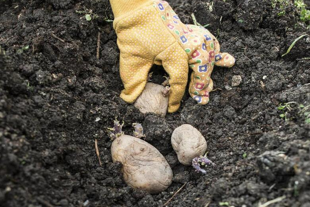 土豆“懒汉”栽培法，省事易行，仅需5个步骤，也能种出丰产土豆