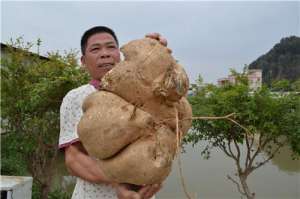 广东沙葛种植技术(15公斤中山这名养殖户又挖出“沙葛大佬”)