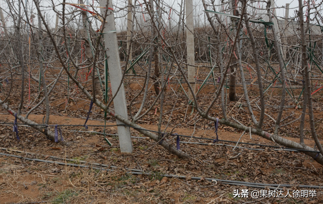 大樱桃UFO-直立主枝树形，适合高密度栽培，培养流程有哪些