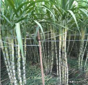 种植  甘蔗头(一根完整甘蔗种植不可取，蔗尾做种才是正道，保产保量)