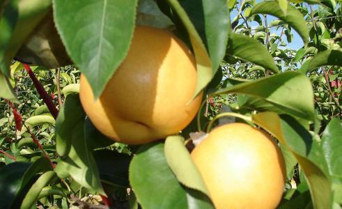 晚秋黄梨引种表现，丰产栽培技术，以下几点内容了解了黄梨的生长