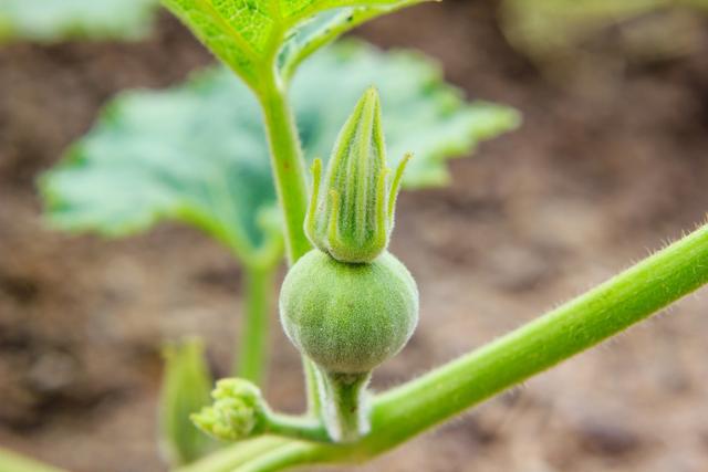 籽用南瓜，种植方法，学会这几点，产量蹭蹭往上涨