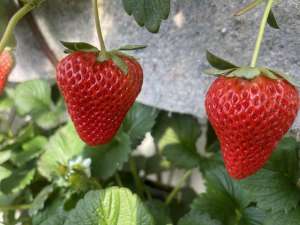 丹东99草莓种植(【记录我的2024】辽宁丹东九九草莓红颜草莓品种)