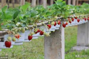 用草莓种植(超简单草莓种植方法，一个新鲜草莓种几十盆，比采摘园吃的还过瘾)