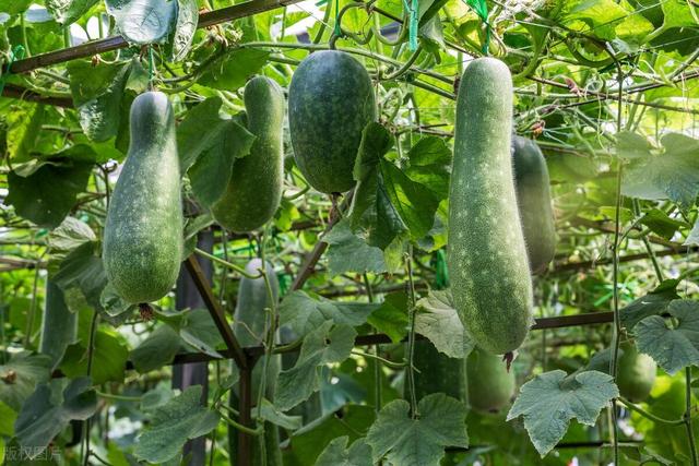 5月份江苏地区要种植这10种蔬菜啦