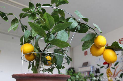 盆栽柠檬这样养，长得枝繁叶茂，开花多结果多，果子又大又漂亮！