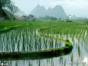 水稻 种植(水稻如何种植管理，后期才能实现增产增收？)
