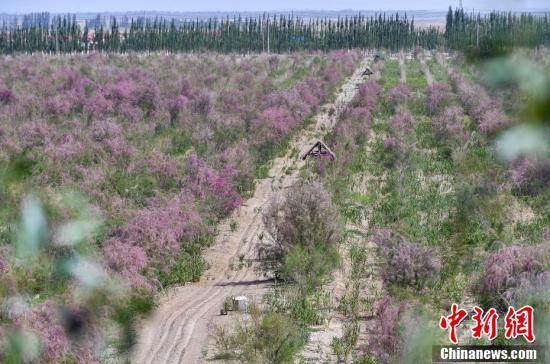 新疆和田：管花肉苁蓉种植助农增收