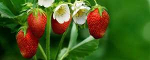 草莓种植步骤(草莓的种植方法)