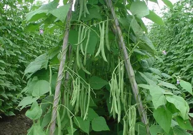 农村种植芸豆，掌握好这几个技术要点，豆荚长满架