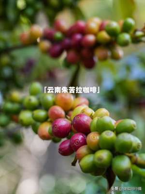 云南咖啡种植基地(中国最早种植咖啡的地方，在云南这里)