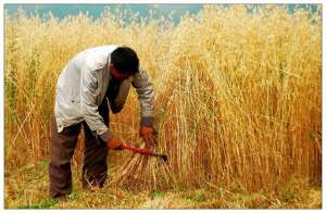 燕麦的种植技术(燕麦种植技术及综合利用，管理有哪些流程？一起来了解一下吧)