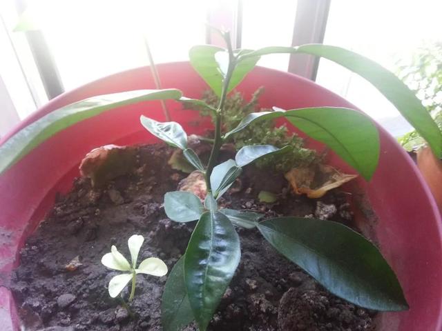 如何用种子培育柠檬盆栽，这些幼苗长大能开花结果么？