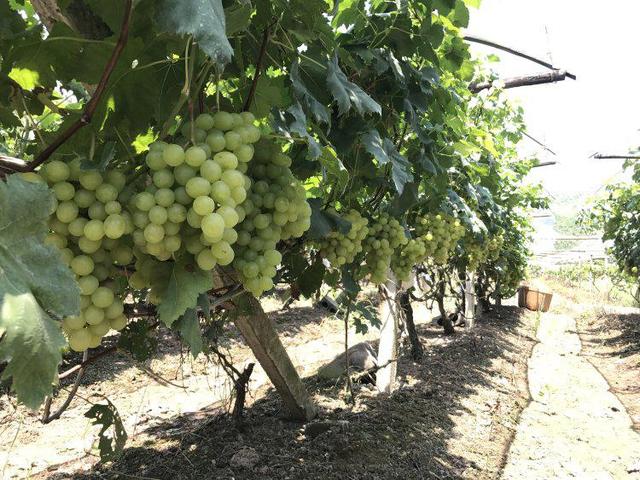 最是一年春好处丨广西：葡萄藤长出“富裕村”，毛竹山的葡萄别样甜